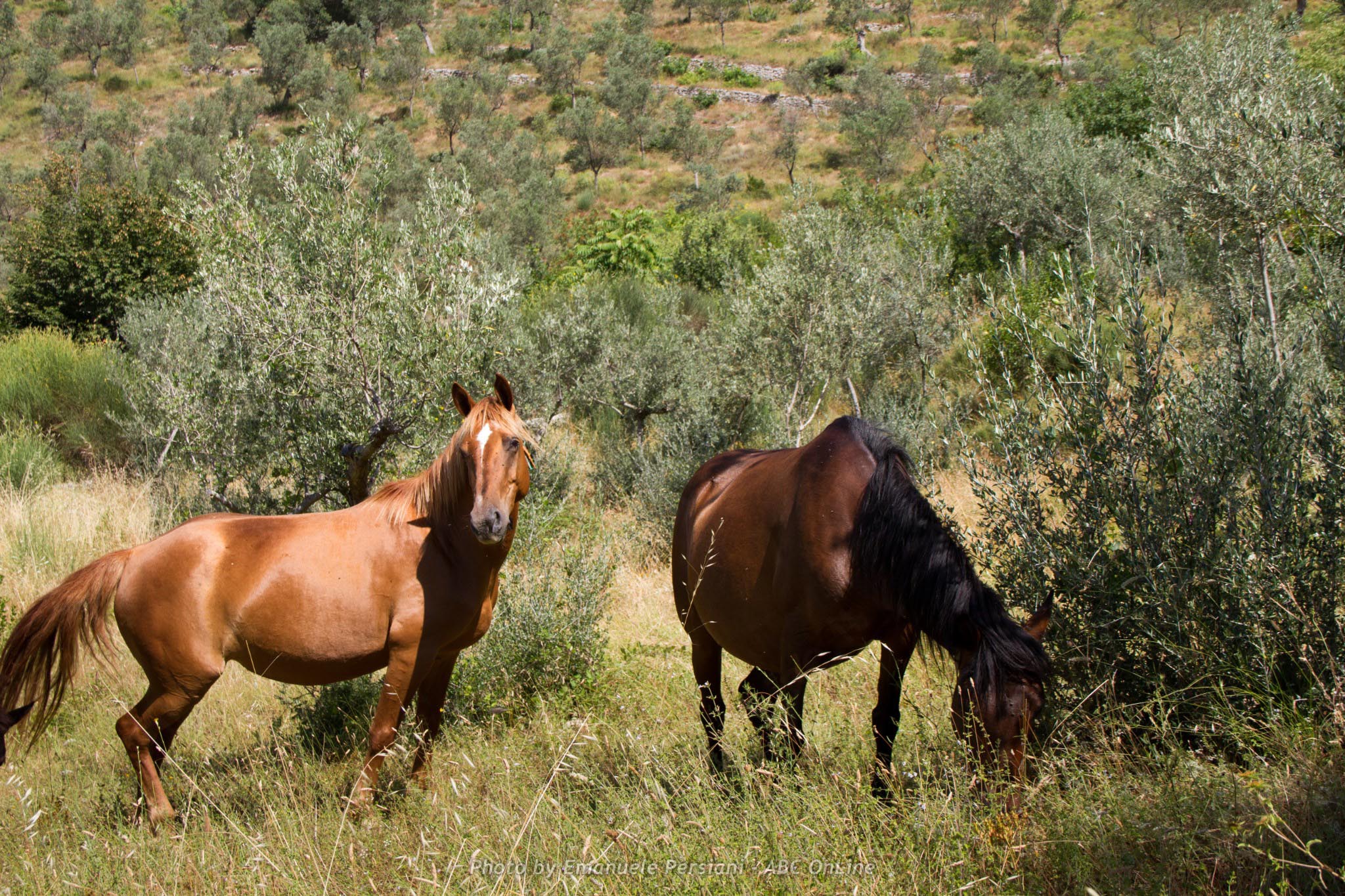 cavalli olio il moraiolo coltivazioni